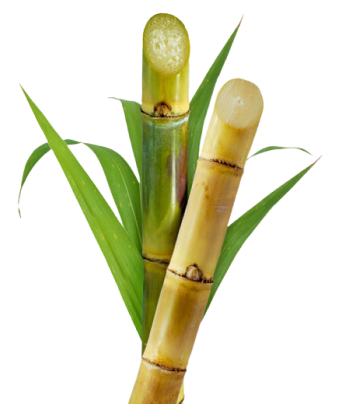 Bagasse Products