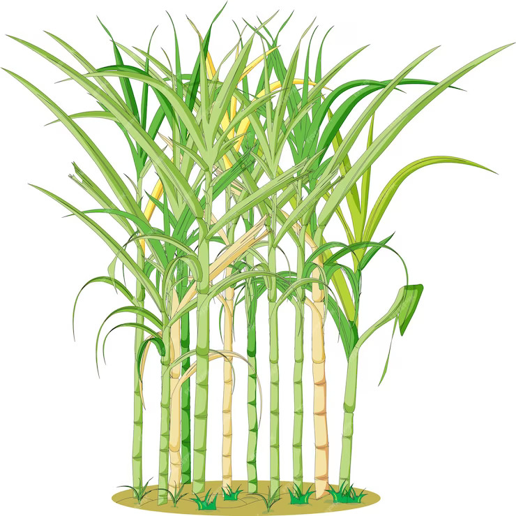 SugarCane Tree